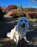 鎌倉散歩
やっとお散歩が楽しい季節
ってもうすぐ年末じゃん‼️

#犬バカ
#もふもふ
#グレートピレニーズ#GreatPyrenees
#鎌倉
#源氏山公園ハイキングコース
#アウラ
#Aura
