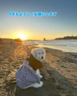 #初日の出
#犬バカ
#もふもふ
#グレートピレニーズ
#GreatPyrenees 
#アウラ