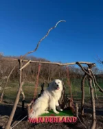 #犬バカ
#もふもふ
#グレートピレニーズ
#GreatPyrenees
#アウラ
#WANderLAND