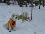 オリの初雪遊び
アウラの2025初雪遊び
#犬バカ
#もふもふ
#グレートピレニーズ
#GreatPyrenees 
#dooi
#アウラ
#オリ