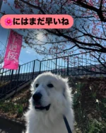 日本で最も早咲きの桜とはいえ
早過ぎた

#犬バカ
#もふもふ
#グレートピレニーズ
#GreatPyrenees 
#アウラ