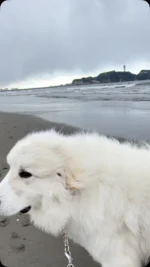 雪❄️舞う湘南海岸