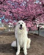 #犬バカ#もふもふ#グレートピレニーズ#GreatPyrenees #アウラ#春